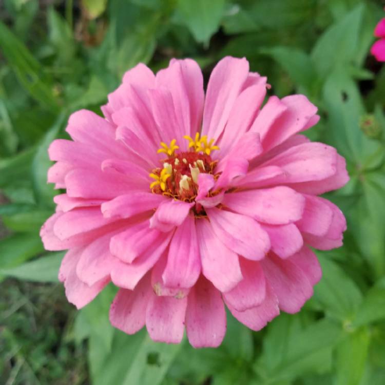 plant image 852353 plant image 852353