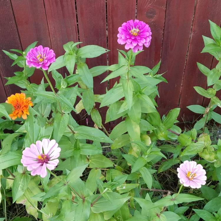 plant image 852354 plant image 852354