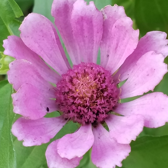 plant image 852358 plant image 852358