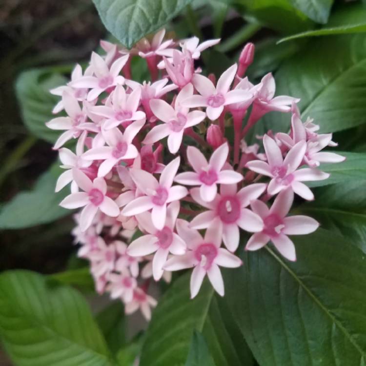 plant image 856597 plant image 856597