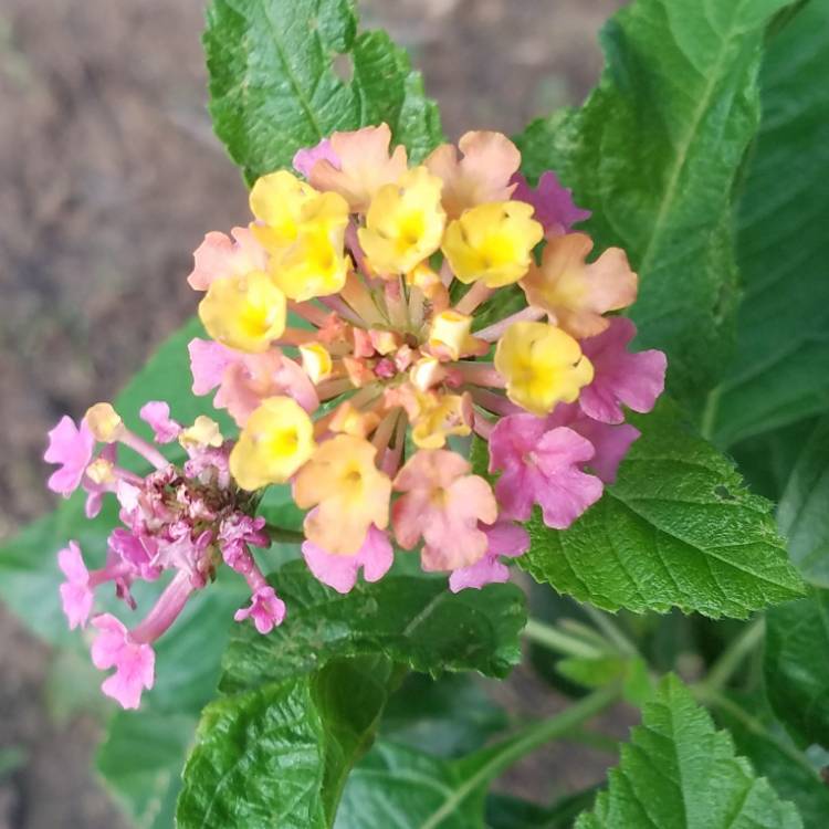 plant image 856600 plant image 856600