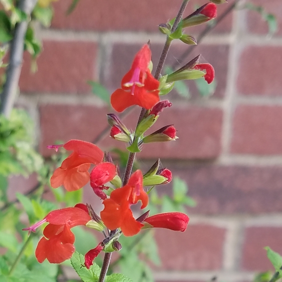 plant image 856601