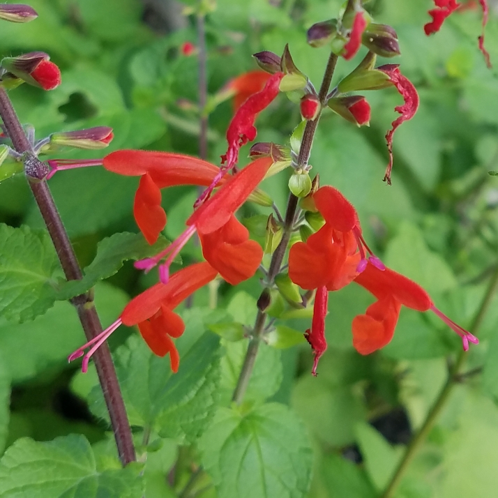 plant image 856603