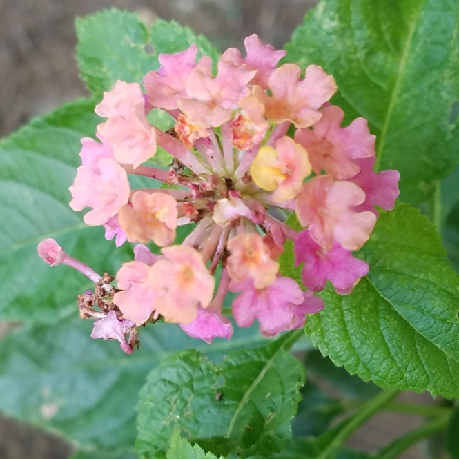 plant image 858293 plant image 858293