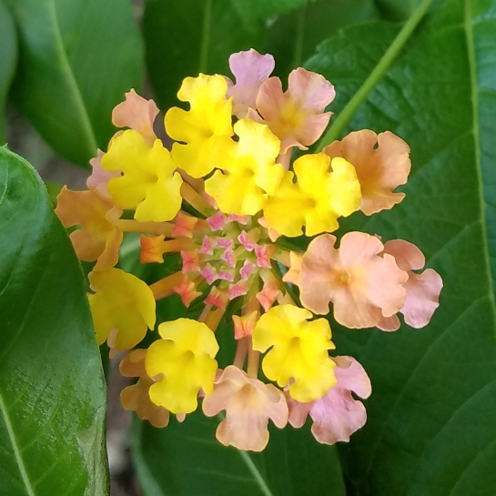 plant image 858294 plant image 858294