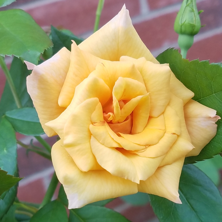 plant image 858300 plant image 858300
