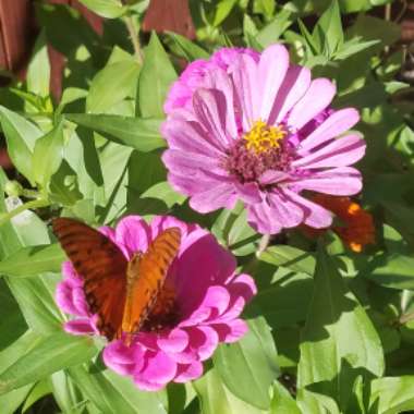 Zinnia elegans