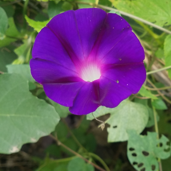 plant image 861264 plant image 861264