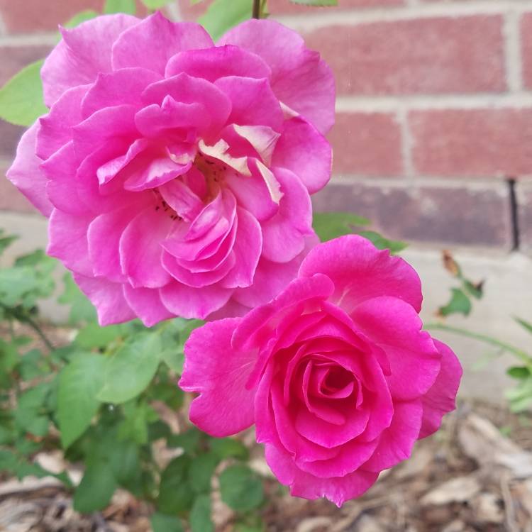 plant image 861573