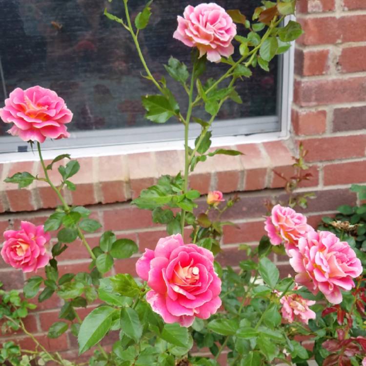 plant image 861702