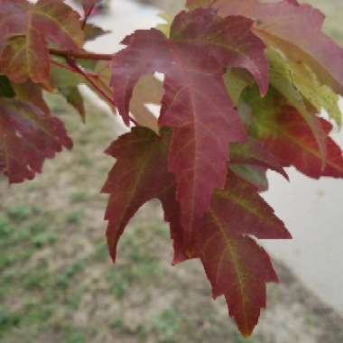 Acer