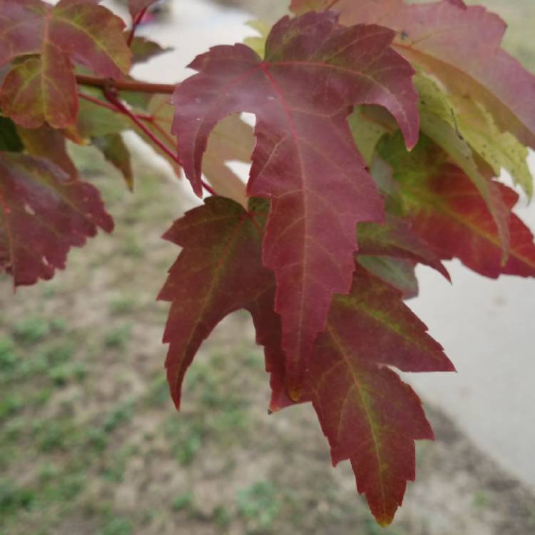 plant image 867559