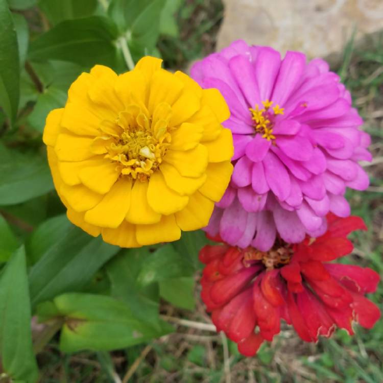plant image 867560 plant image 867560
