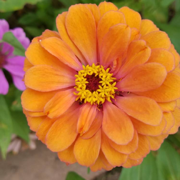plant image 867561 plant image 867561