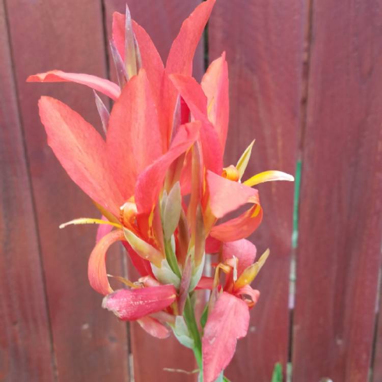 plant image 867563 plant image 867563