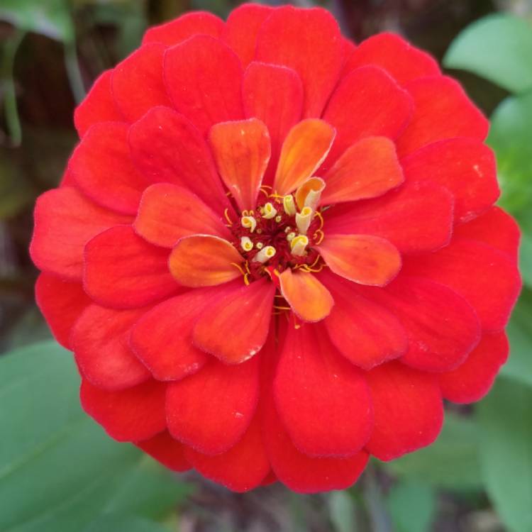 plant image 867564 plant image 867564