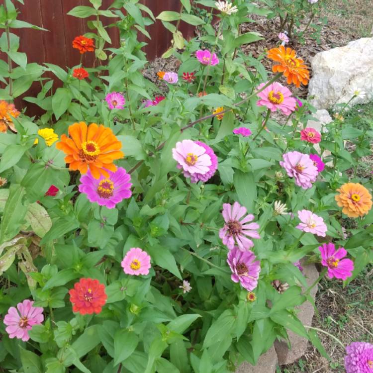 plant image 867565 plant image 867565