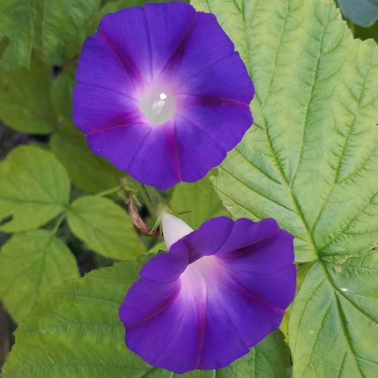 plant image 870269 plant image 870269