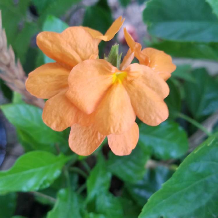 Plant image Crossandra infundibuliformis 'Orange Marmalade'