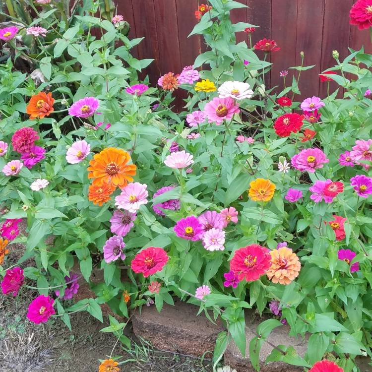 plant image 875587 plant image 875587