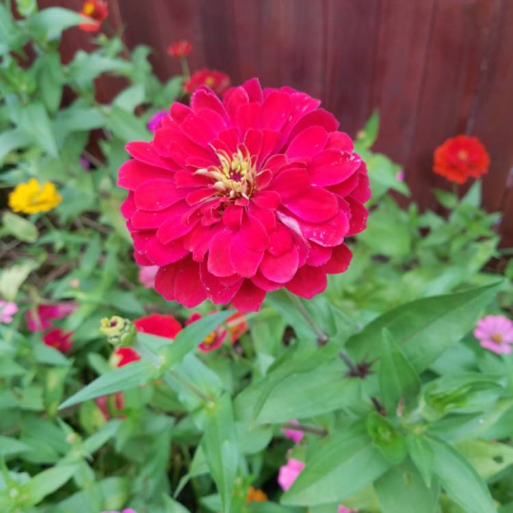 plant image 875588 plant image 875588