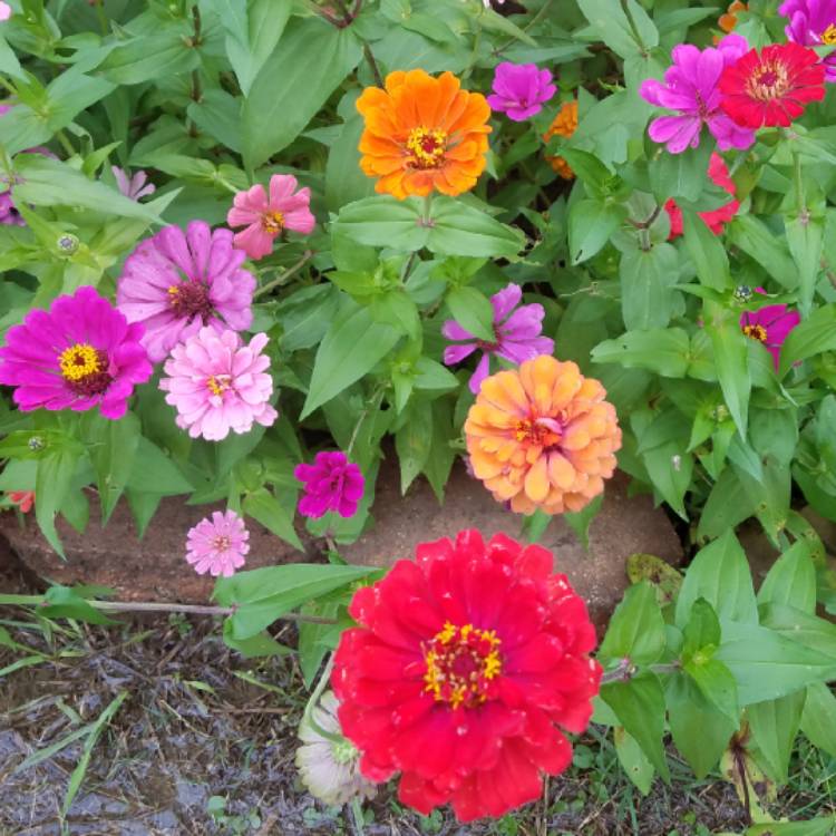 plant image 875589 plant image 875589