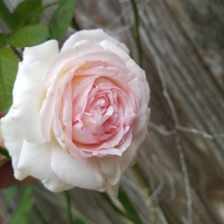plant image 875624 plant image 875624