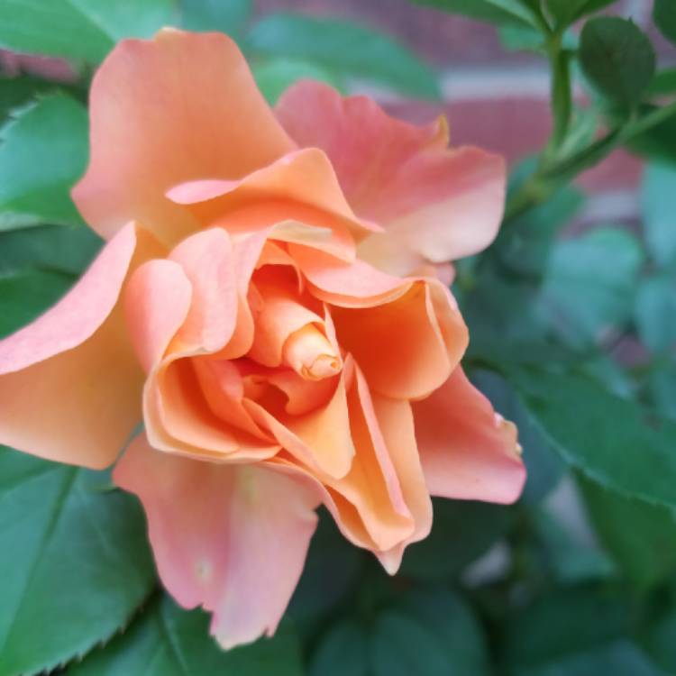 plant image 875627 plant image 875627