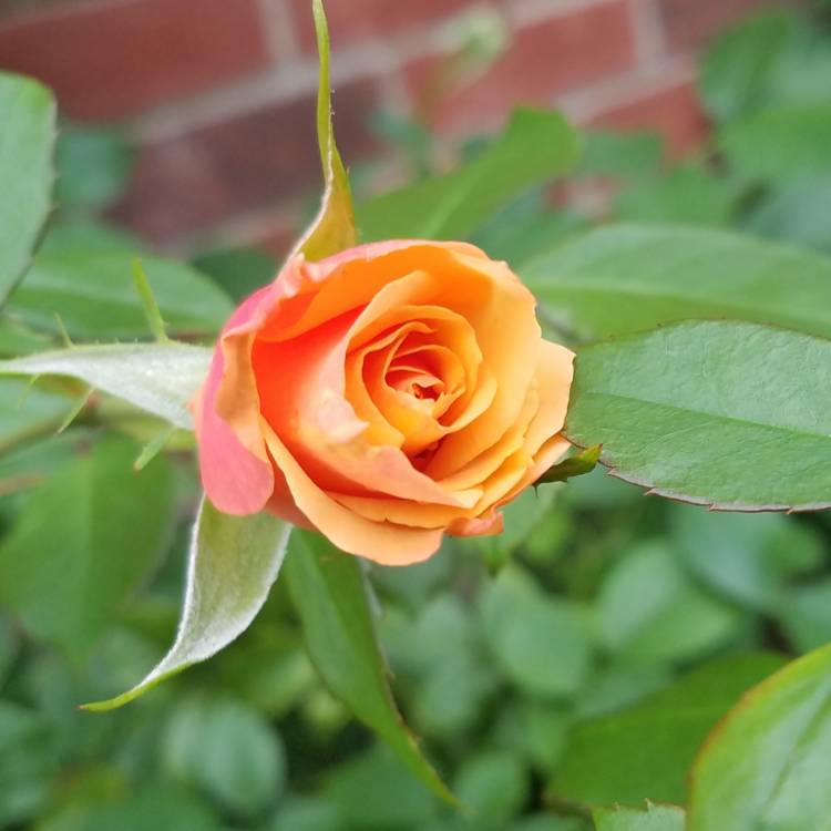 plant image 875629 plant image 875629