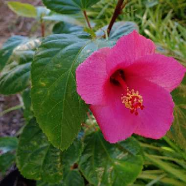 Hibiscus rosa-sinensis