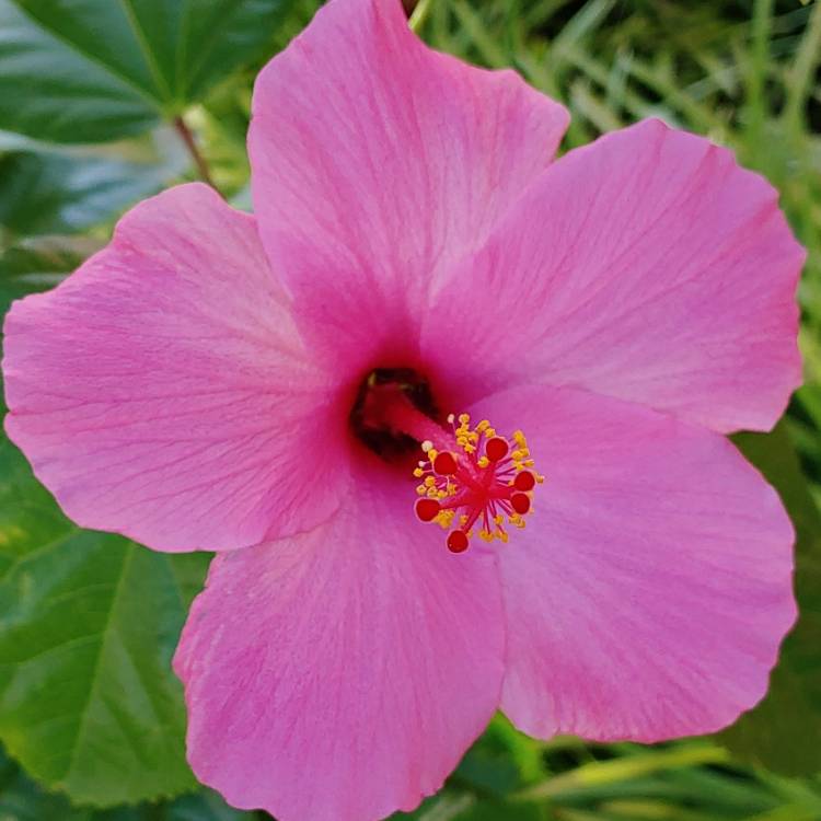 plant image 878008 plant image 878008