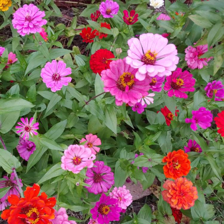 plant image 879774 plant image 879774
