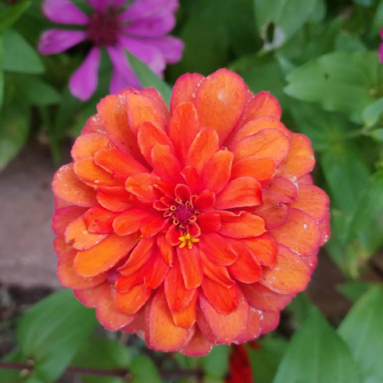 plant image 879779 plant image 879779