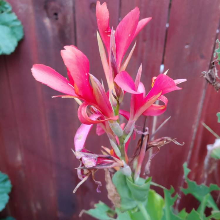 plant image 881183 plant image 881183