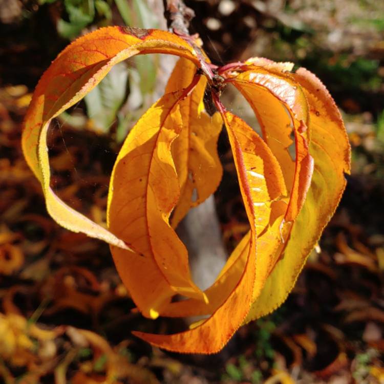 plant image 883579 plant image 883579