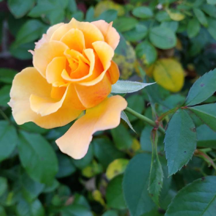 plant image 883876 plant image 883876