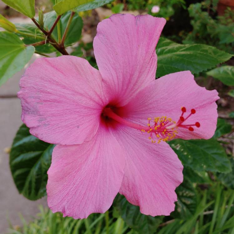 plant image 883881 plant image 883881
