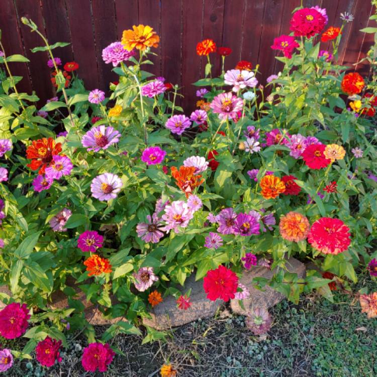plant image 883887 plant image 883887