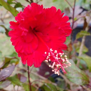 Hibiscus rosa-sinensis