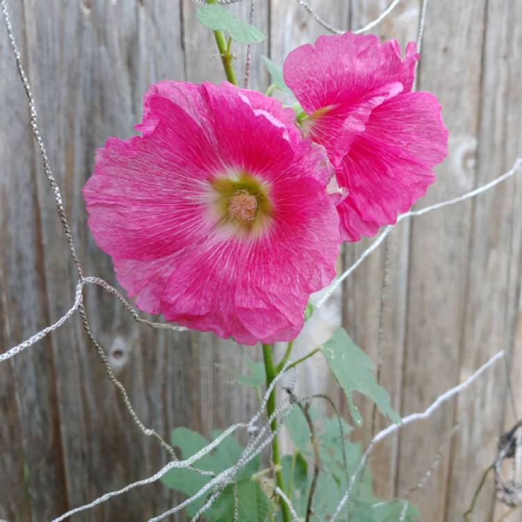 plant image 888076
