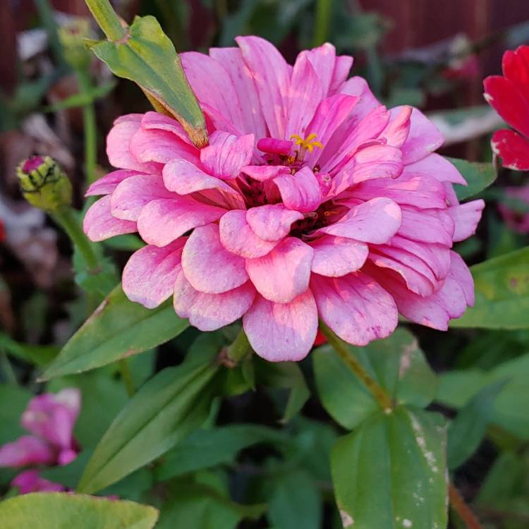 plant image 888078 plant image 888078