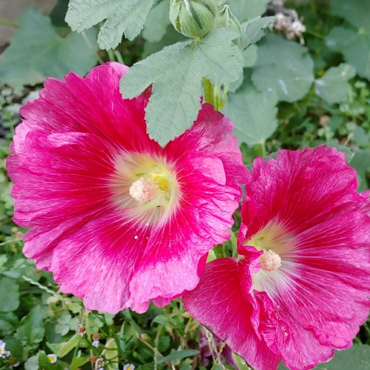 plant image 888081