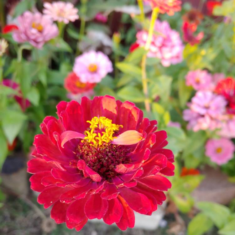 plant image 888083 plant image 888083