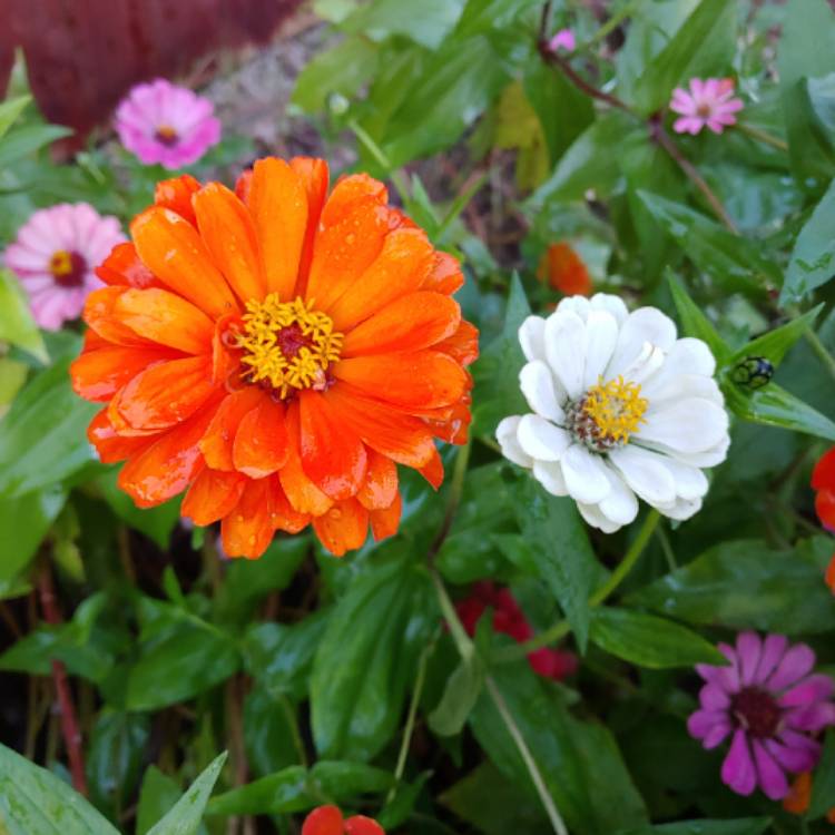 plant image 888160 plant image 888160