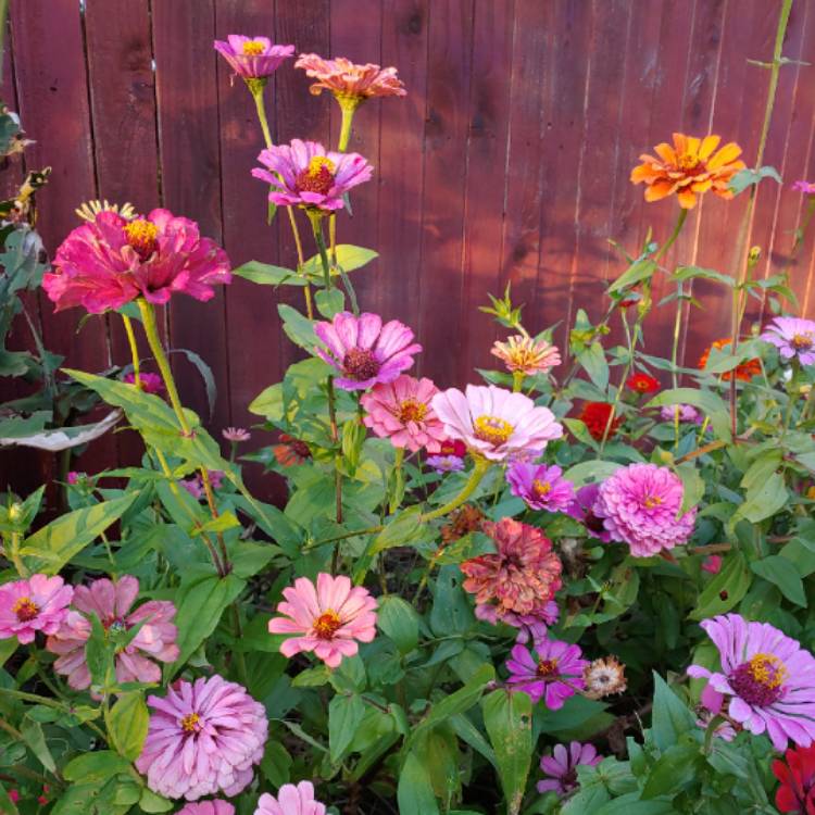 plant image 888162 plant image 888162