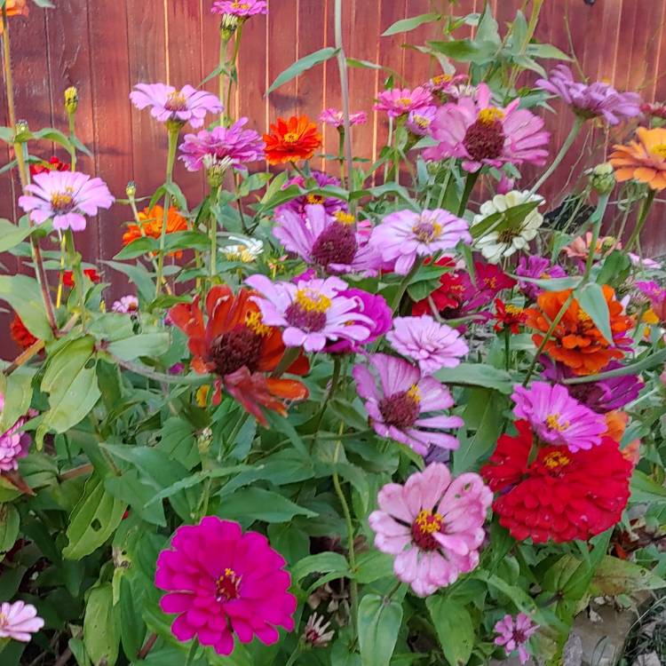plant image 888163 plant image 888163