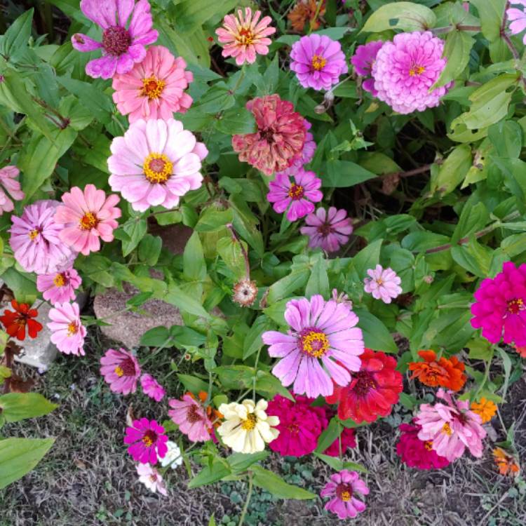 plant image 888164 plant image 888164