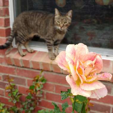 Rosa