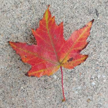 Acer