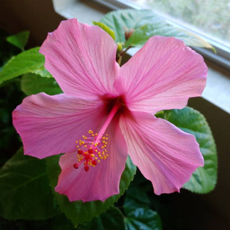 plant image 893314 plant image 893314